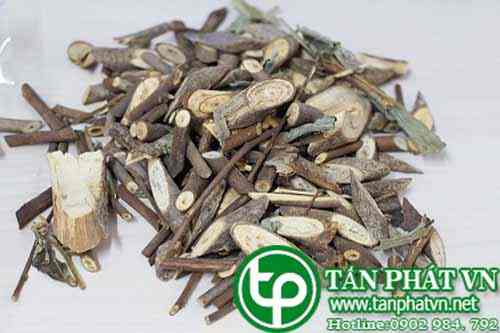 khả năng Trị bệnh của thảo dược cây an xoa được bán Tận Quảng Ninh uy tín